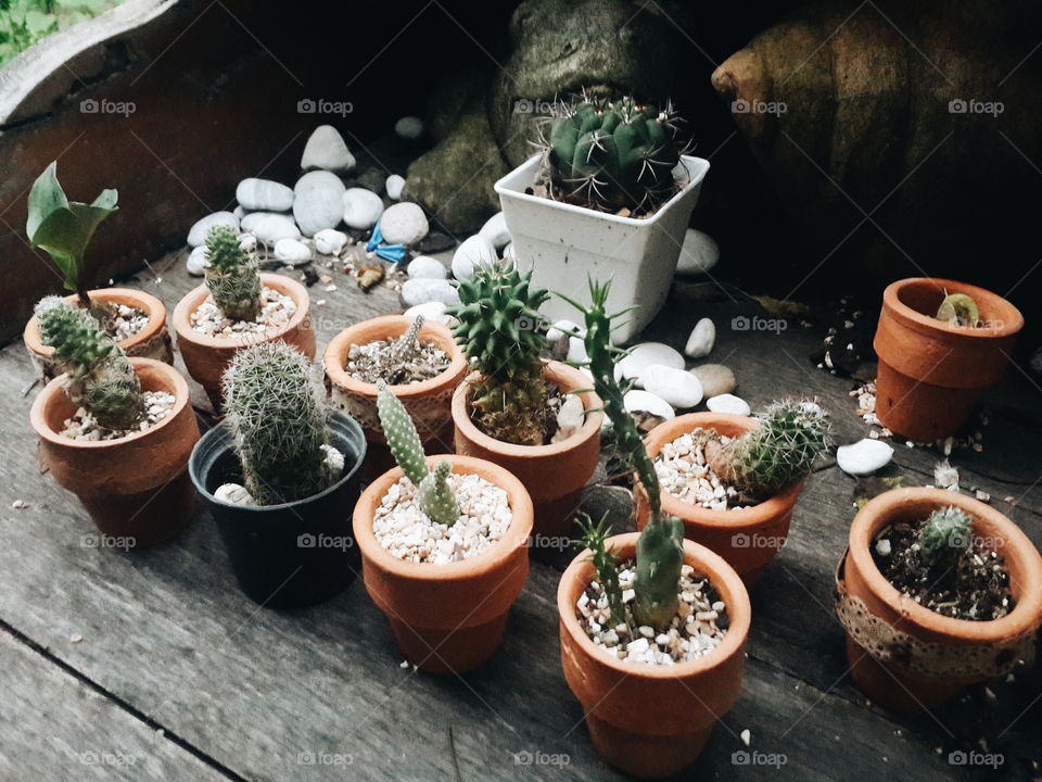 tiny cacti