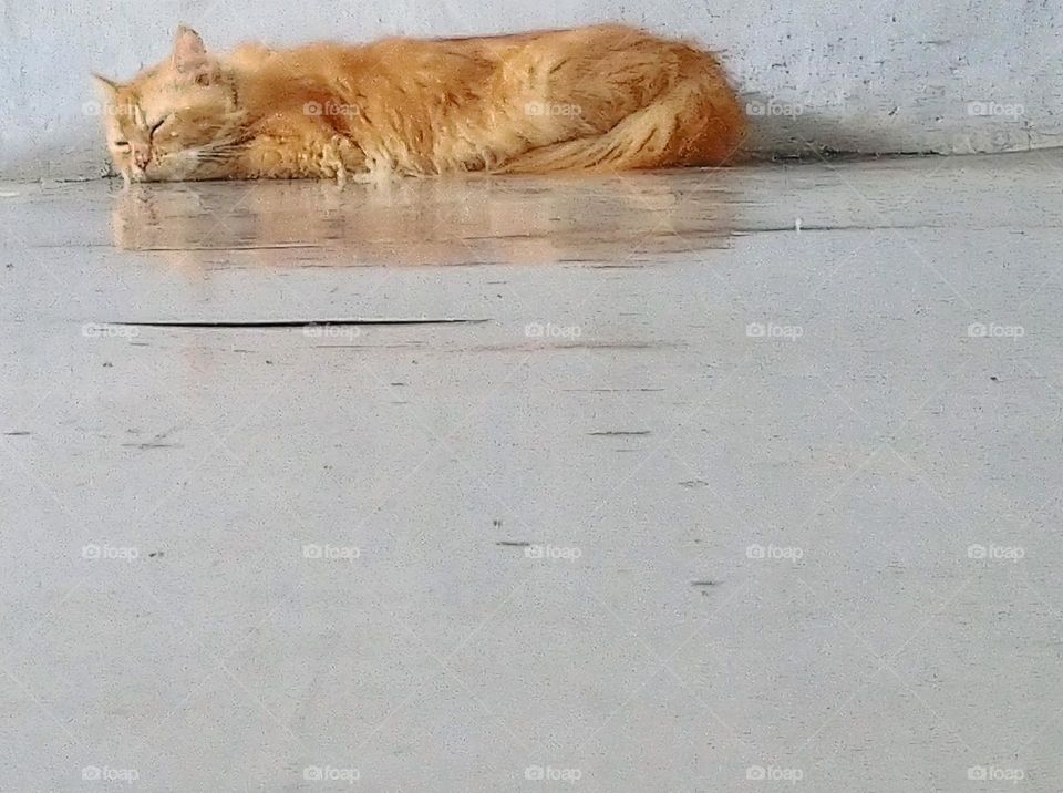 Sleeping cat