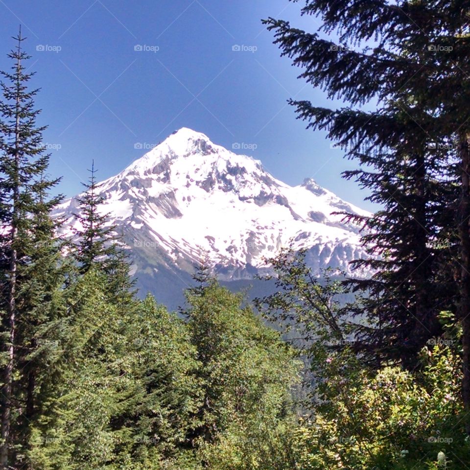 Scenics view of mount hood