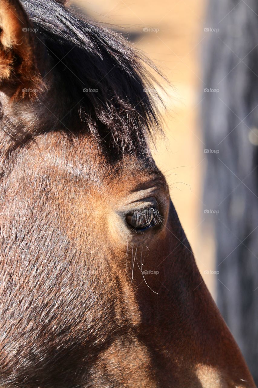 Wild mustang colt closeup profile headshot 