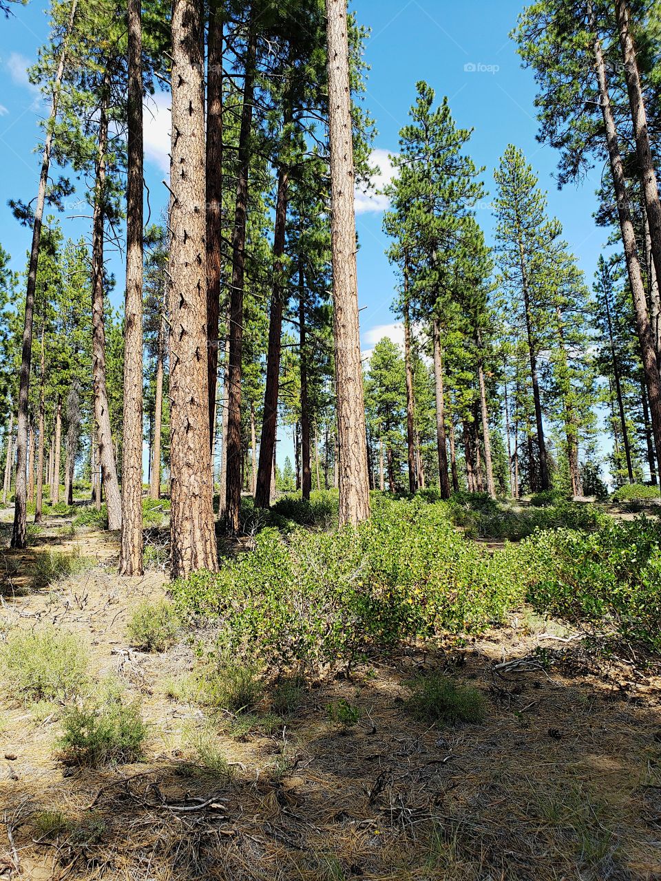 Incredible towering ponderosa pine trees above green manzanita bushes in the Deschutes National Forest in Central Oregon on beautiful sunny summer day. 