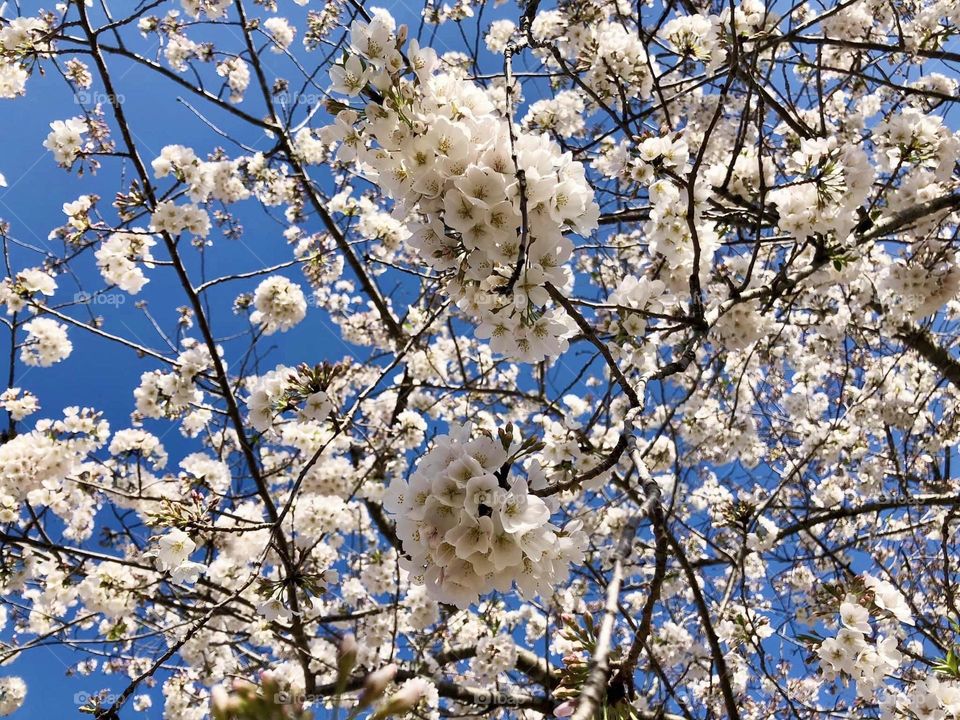 White is the lightest color and is achromatic (having no hue). It has been a staple of art, history, and culture for many eras. The white is all around us and adorn life.