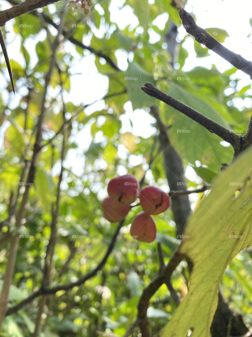 These are the wild fruit in Bhimashankar jungle in India .