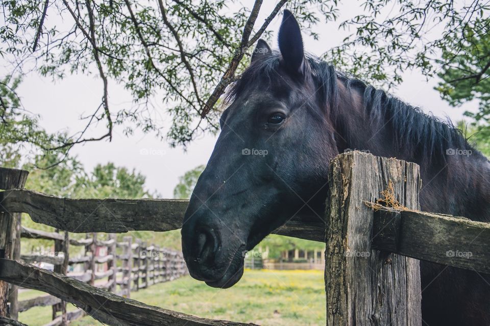 Williamsburg colonial 