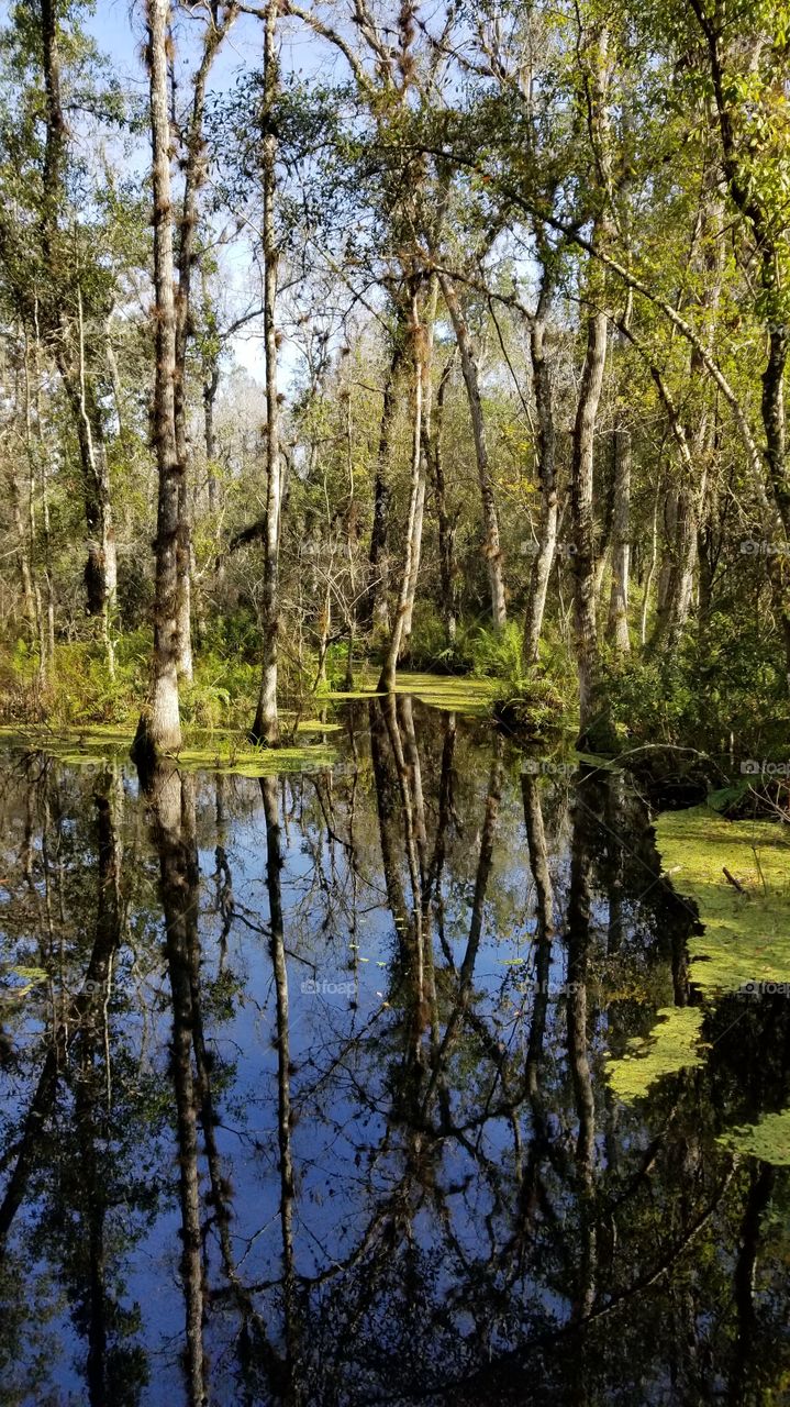 peaceful swamp of Florida