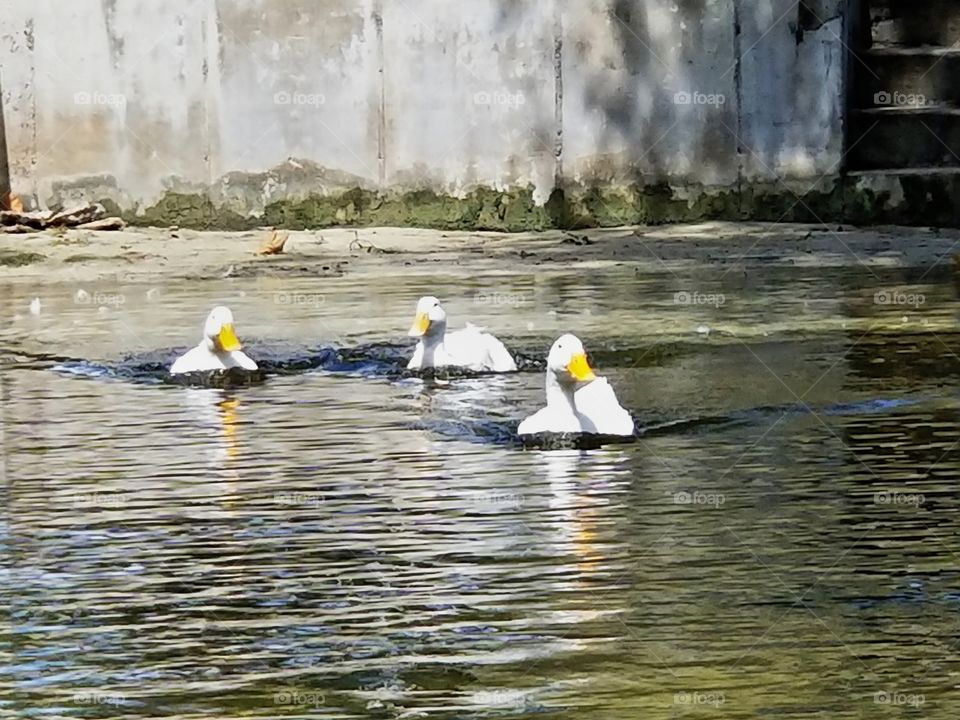 3 duckings paddling around