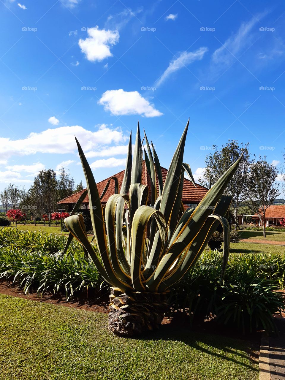 Beleza da natureza integrada com a história dos imigrantes em Carambeí, PR
