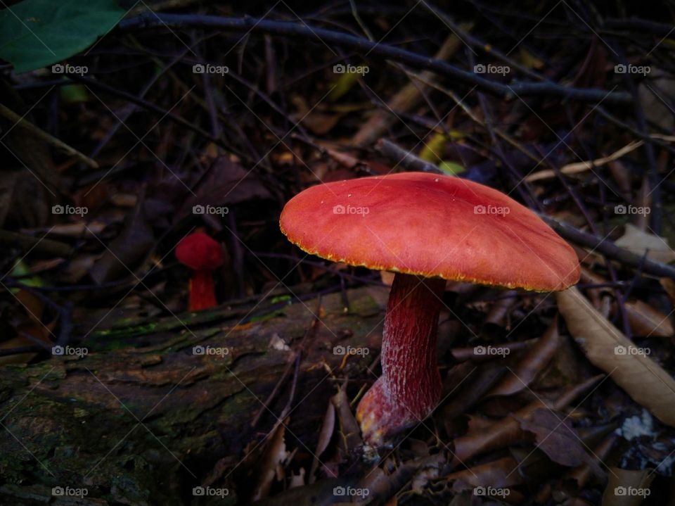 A red mushroom and a little mushroom in behind.