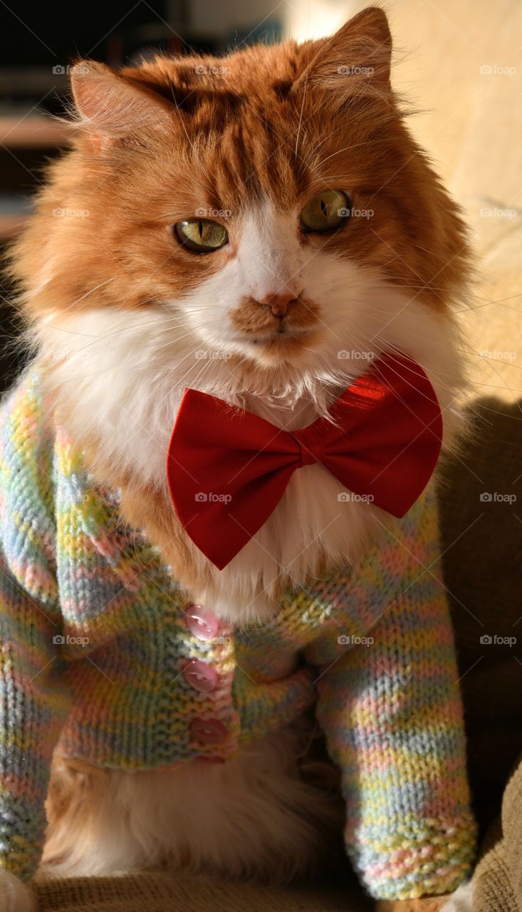 cat pet funny portrait in the bow tie looking