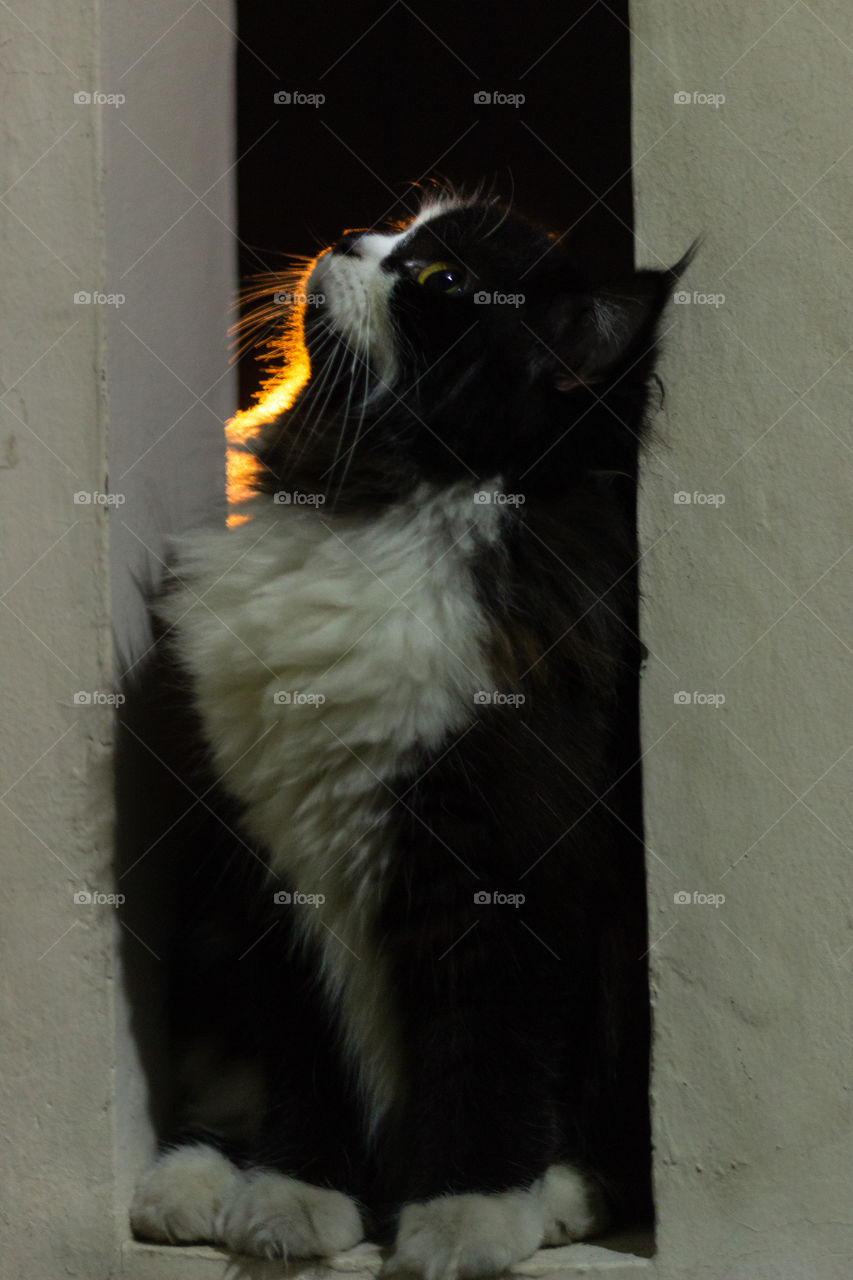 portrait of persian himalayan cat