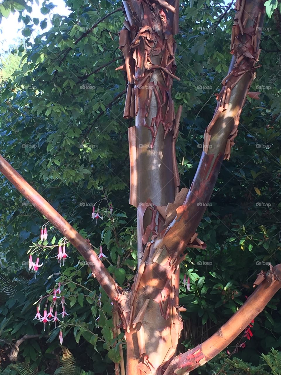 A tree losing its bark at the end of summer; looks like a piece of art as the bark peels back