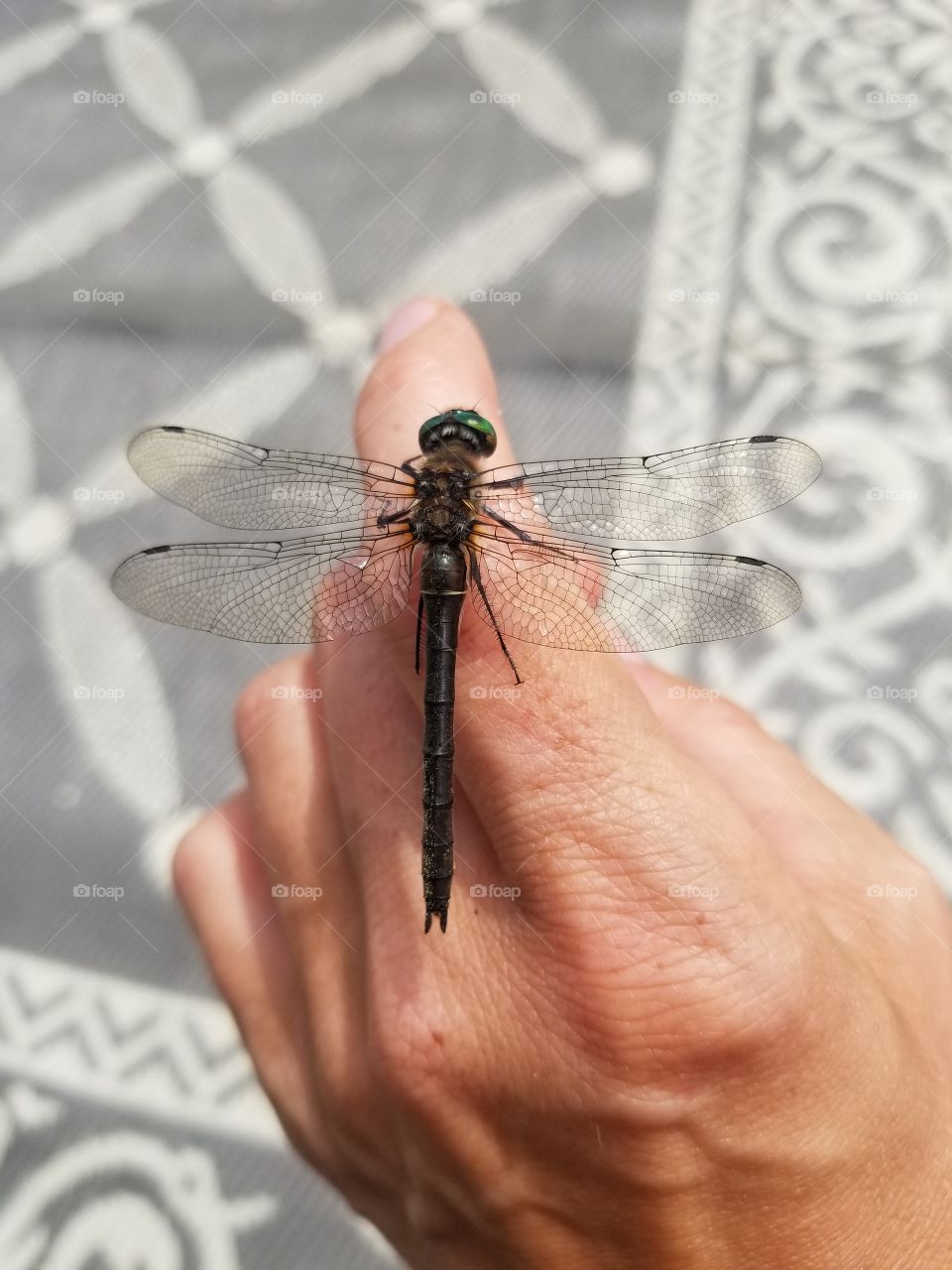 made a new friend, the dragonfly