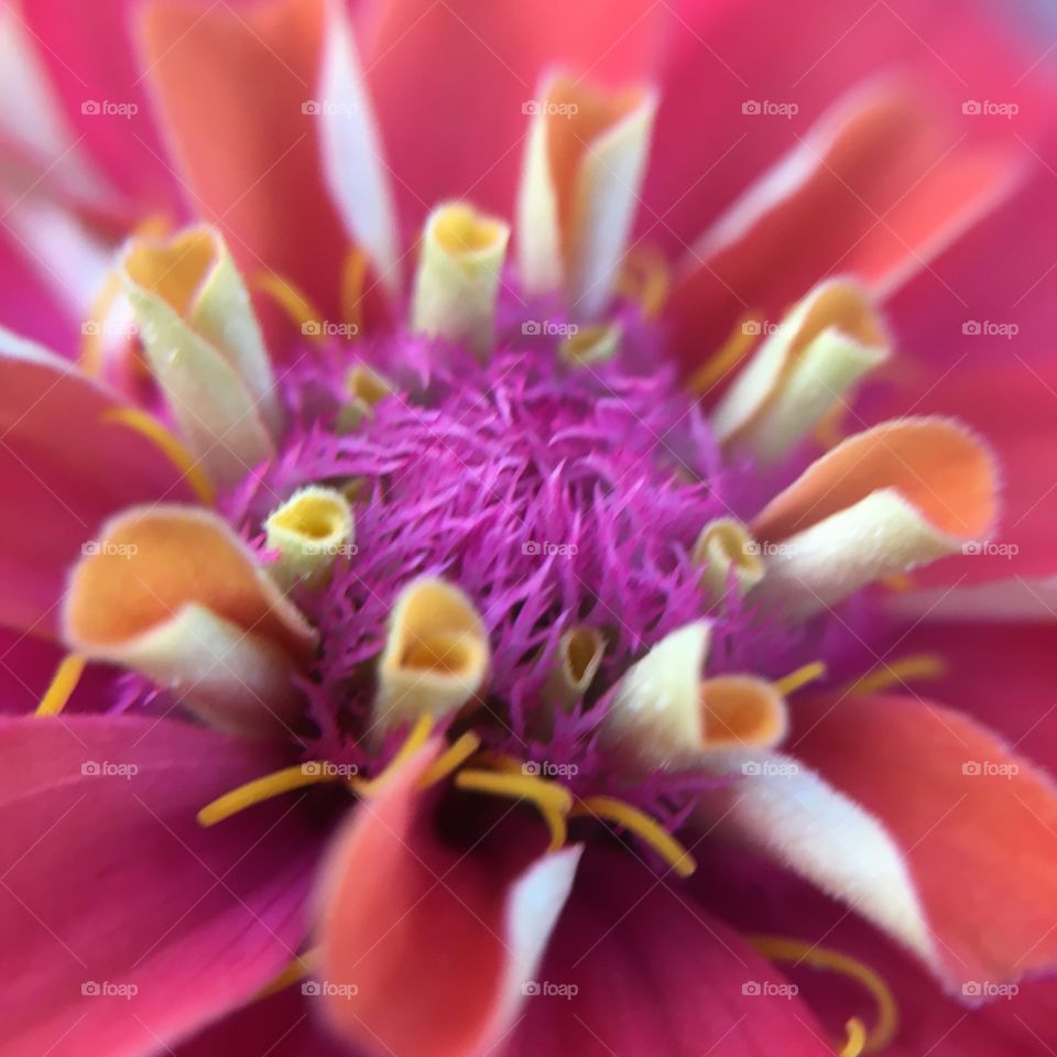 Zinnia closeup