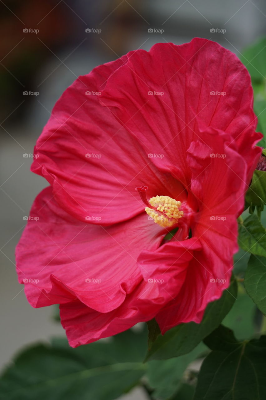 A hibiscus bloom 
