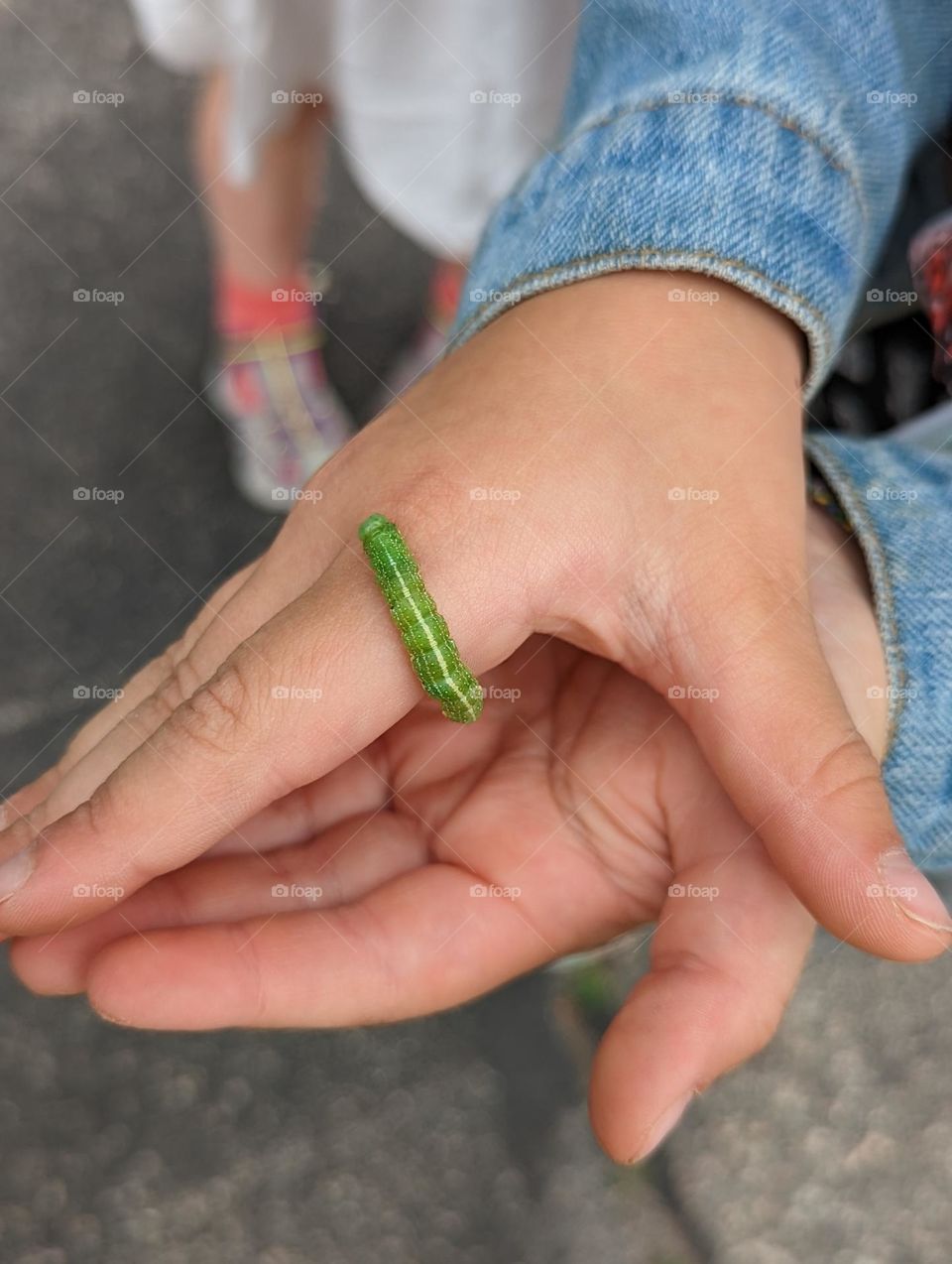 green caterpillar crawling on girls hands on a nature walk outside green insects moving