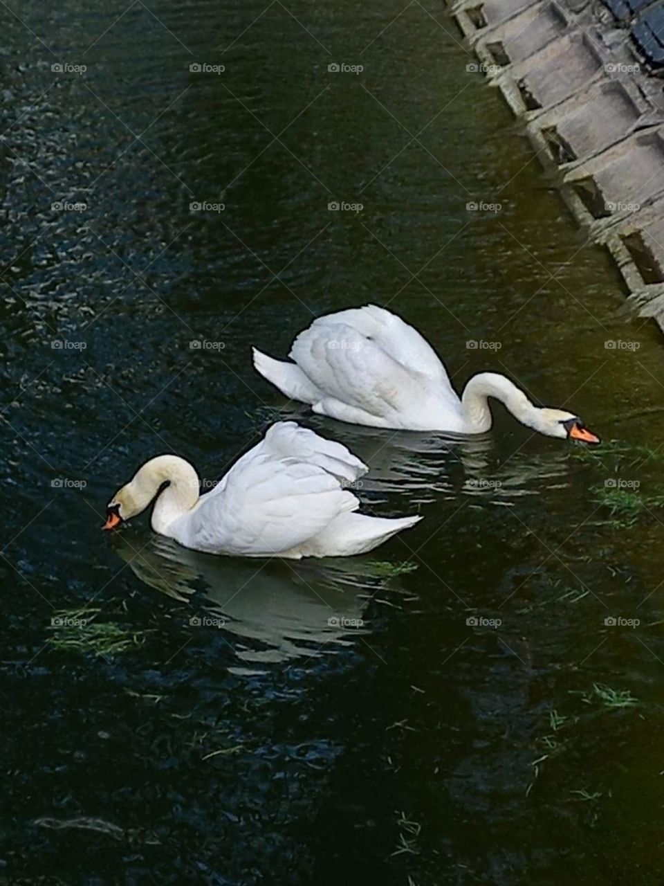 Learn loyalty from swans! Love like these birds love!