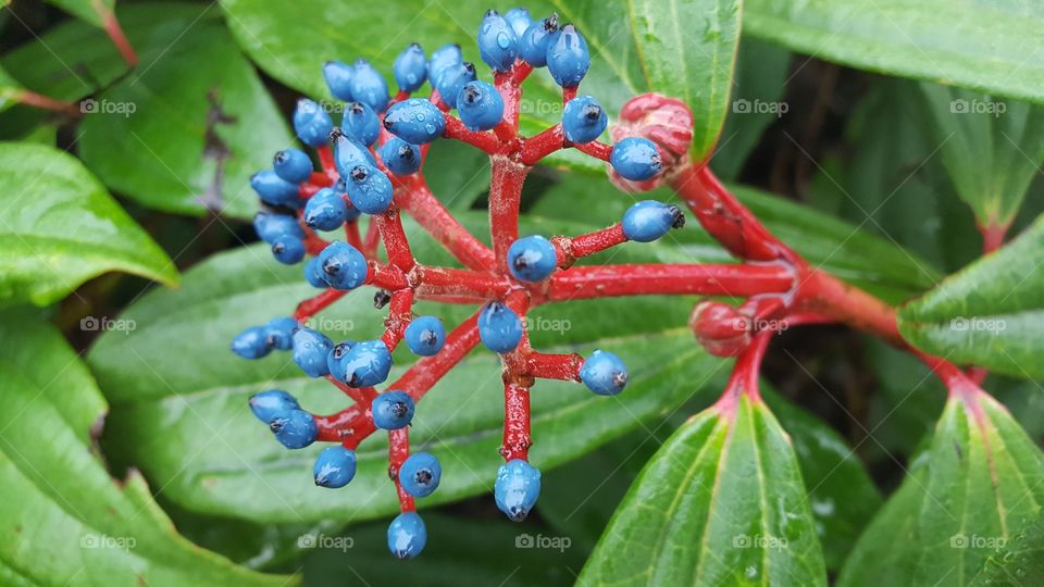 berries