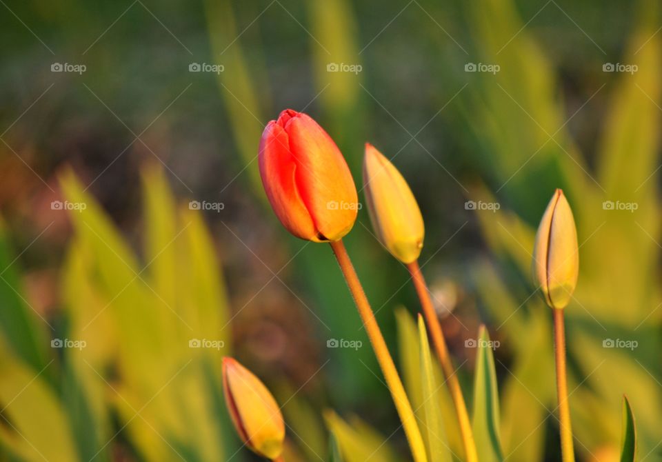 Nature, No Person, Flora, Flower, Tulip