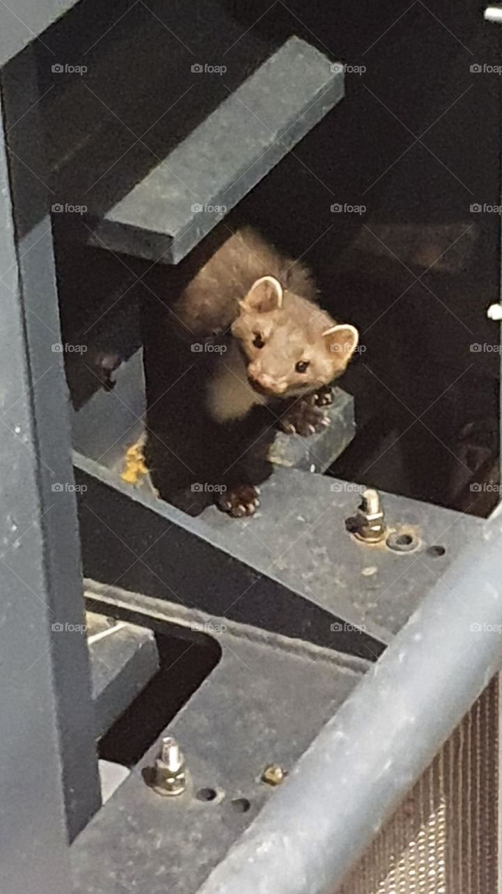 Wild marten hiding in building during cold winter