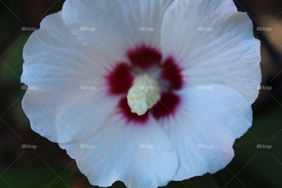 Flower, No Person, Flora, Nature, Closeup