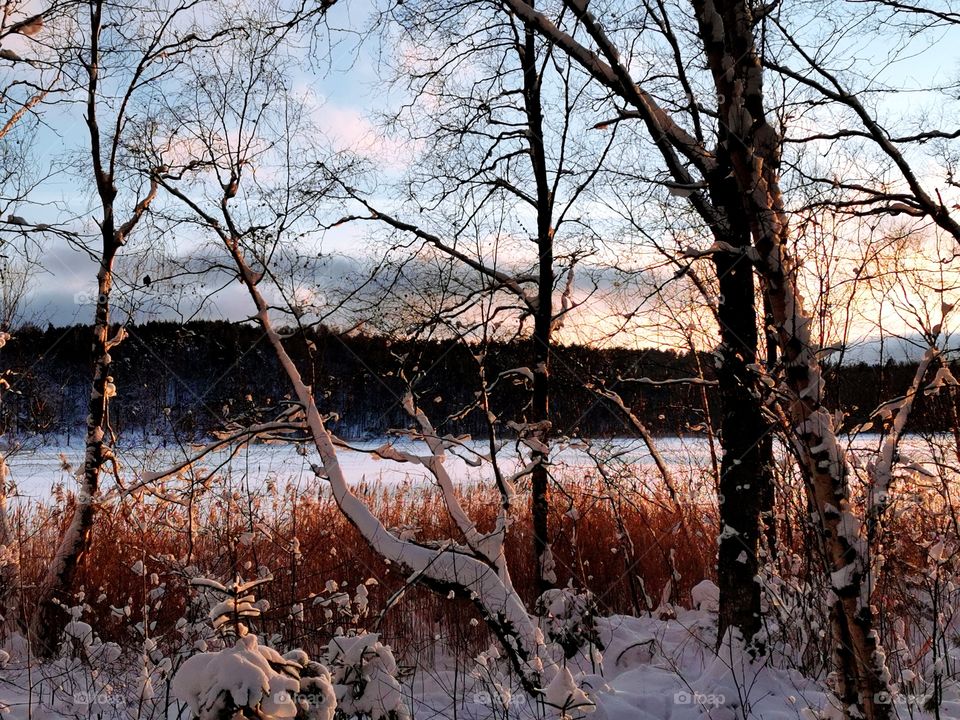 Tree by the lake at winter time