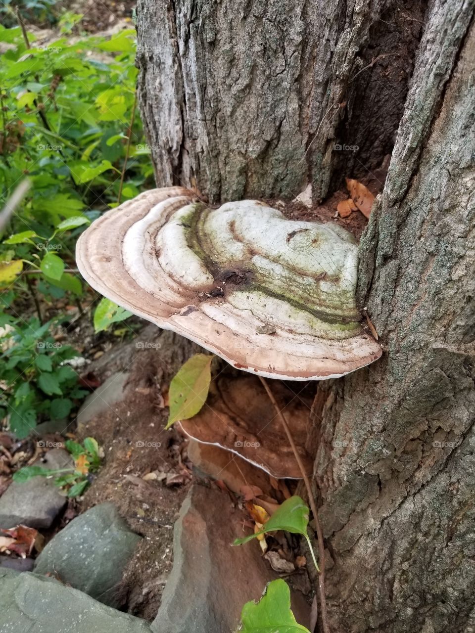 Wood, Tree, Nature, Bark, No Person