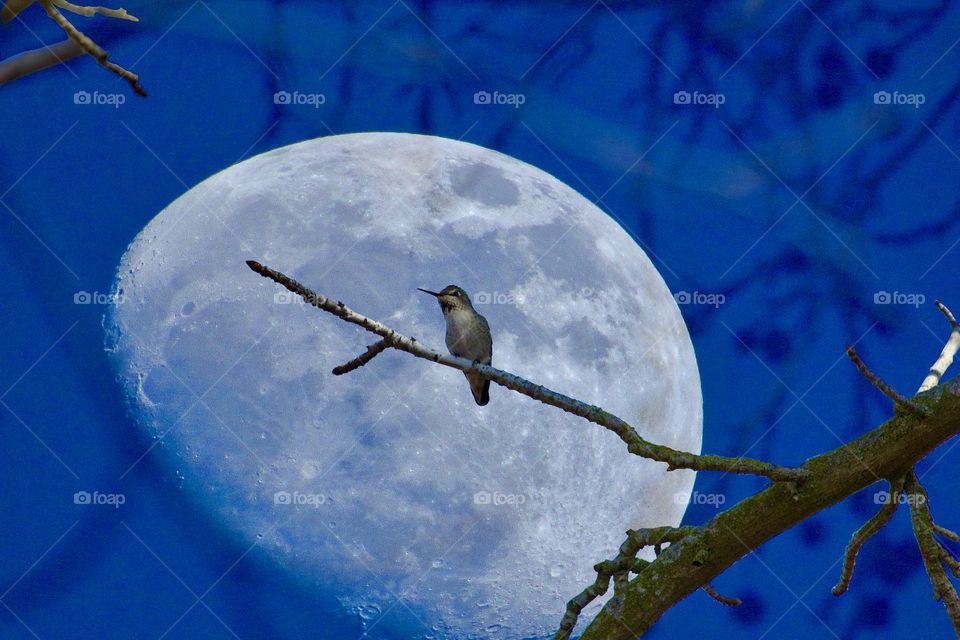 Humming Bird in front of moon