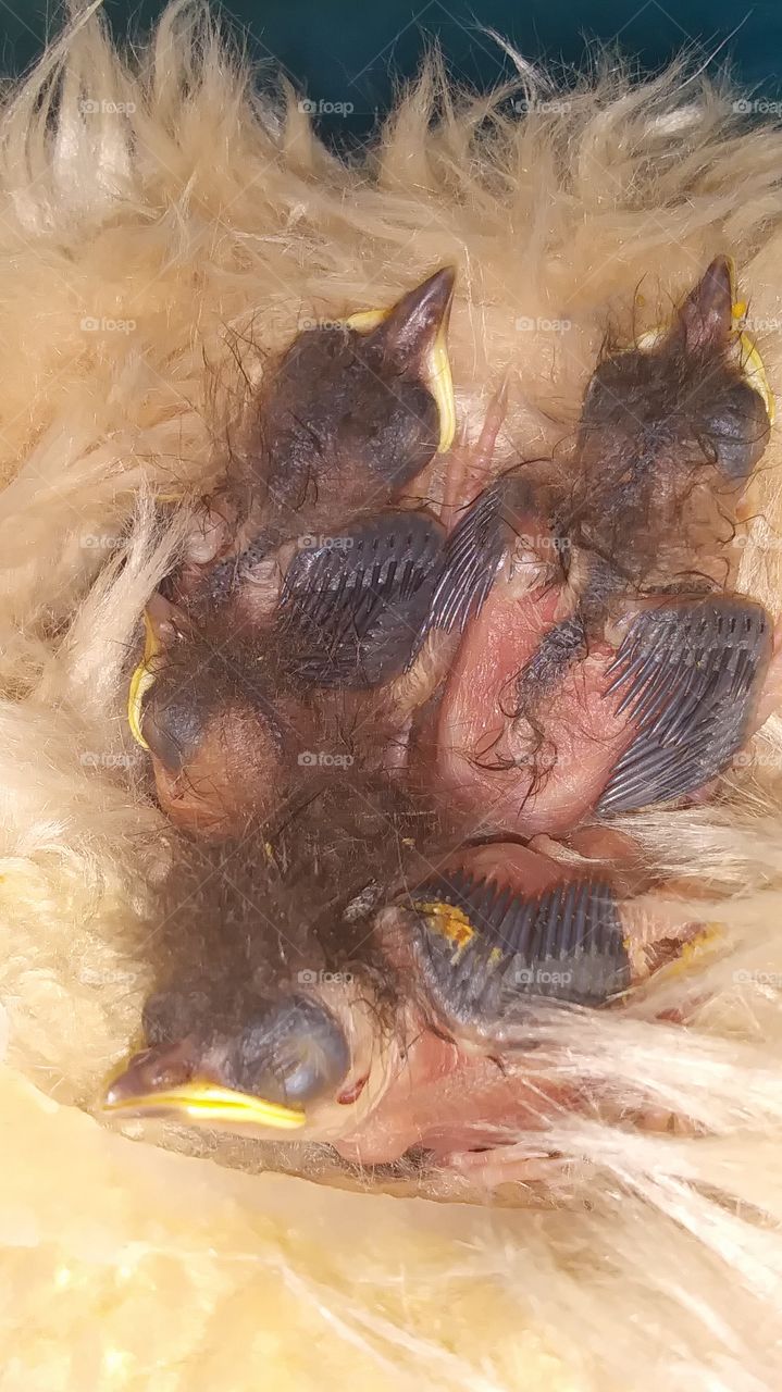 bad night for the baby sparrows