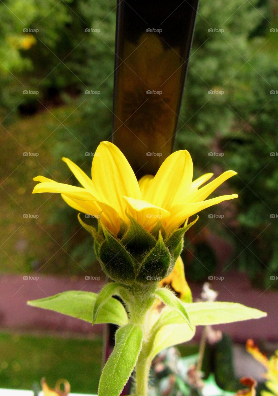 sunflower reflection