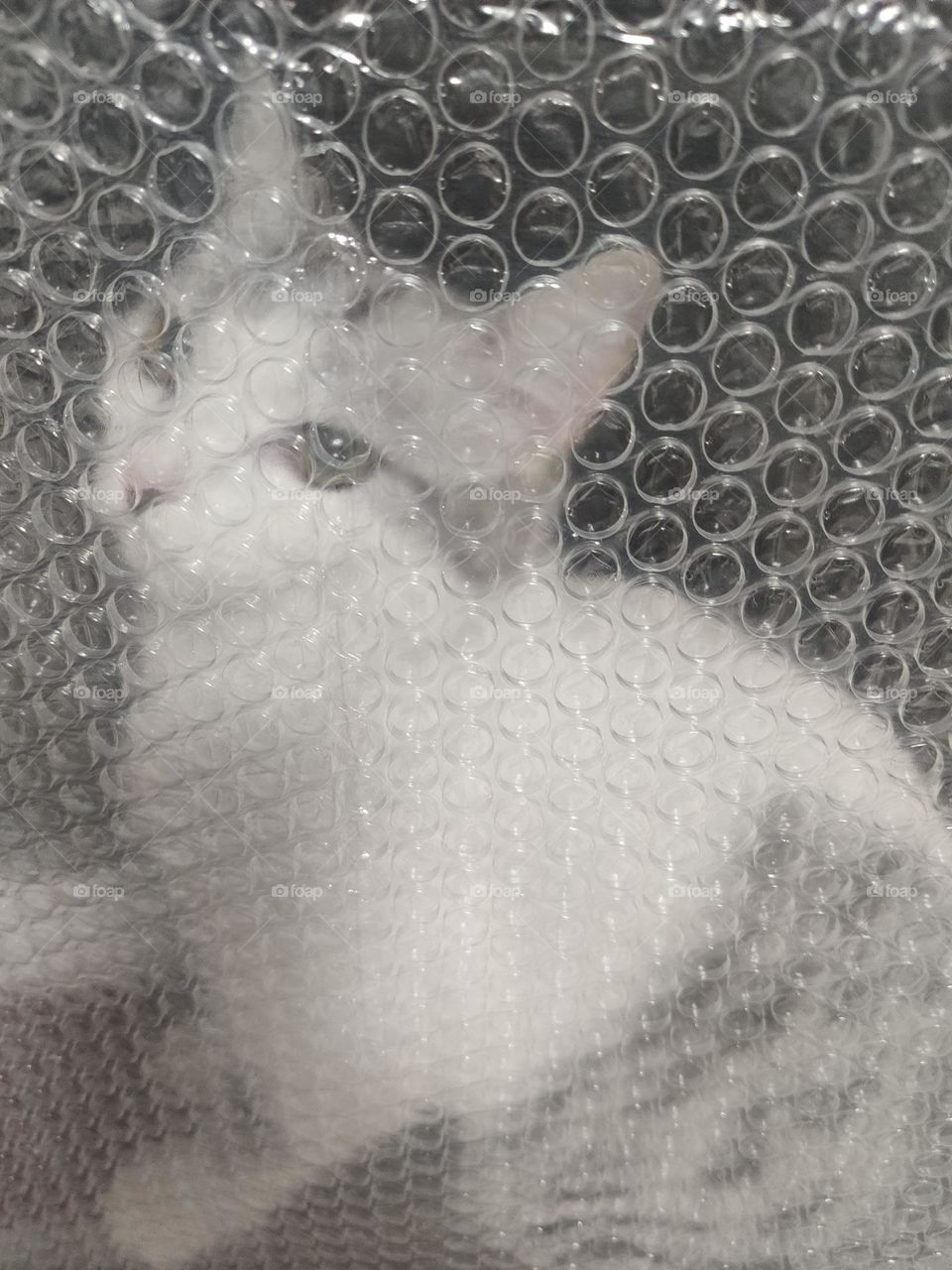 contempt from the cat