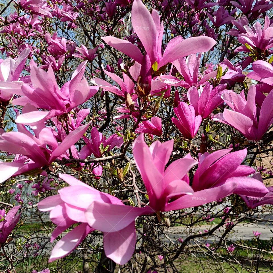 Pink magnolia in bloom
