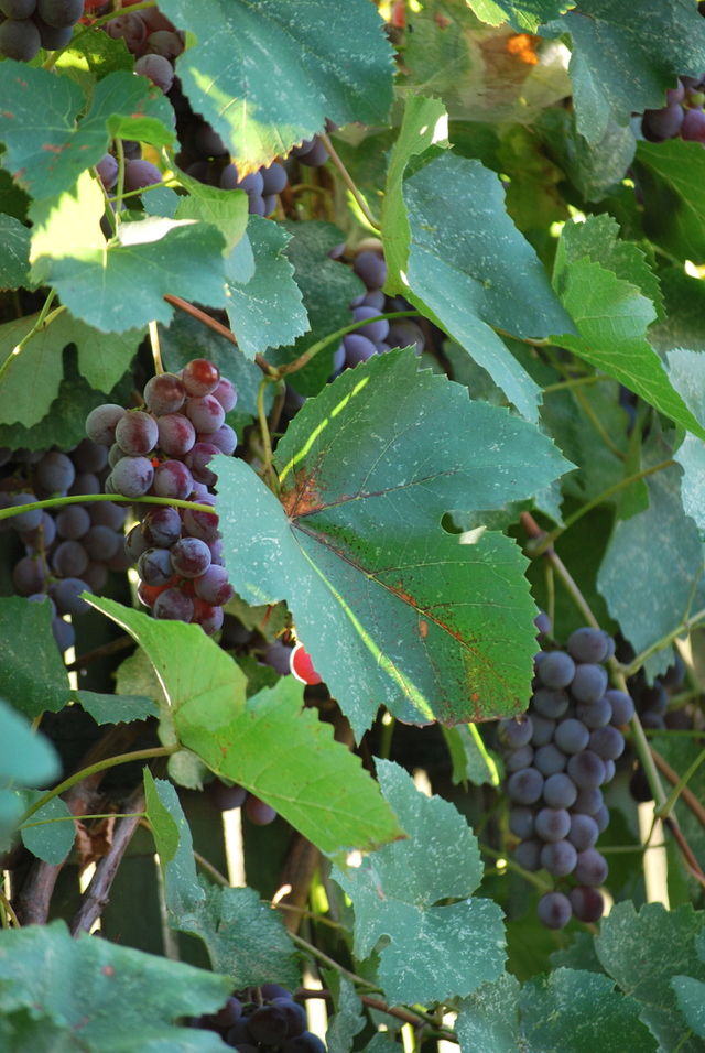 bunches of dark grapes