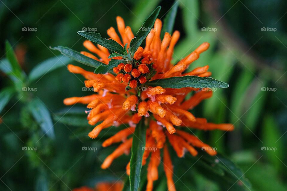 I don't know the name ? 