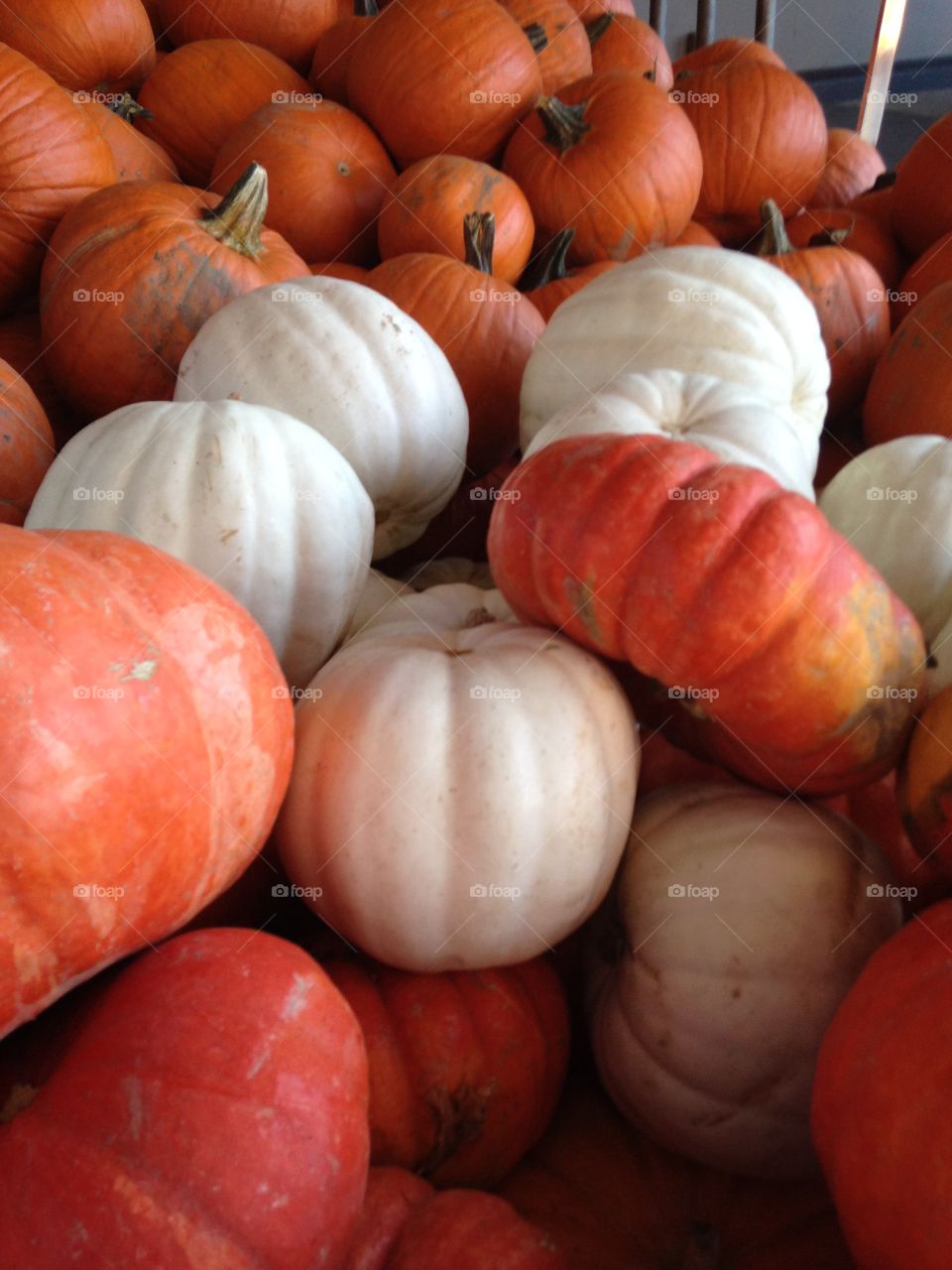 Assorted Pumpkins1