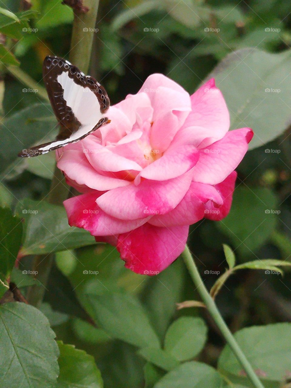 A pretty rose next to a butterfly on a cool summer morning.