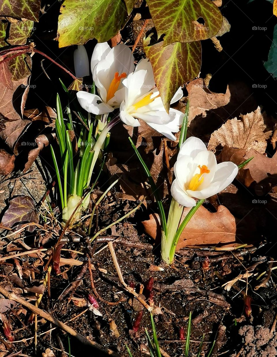 White crocus