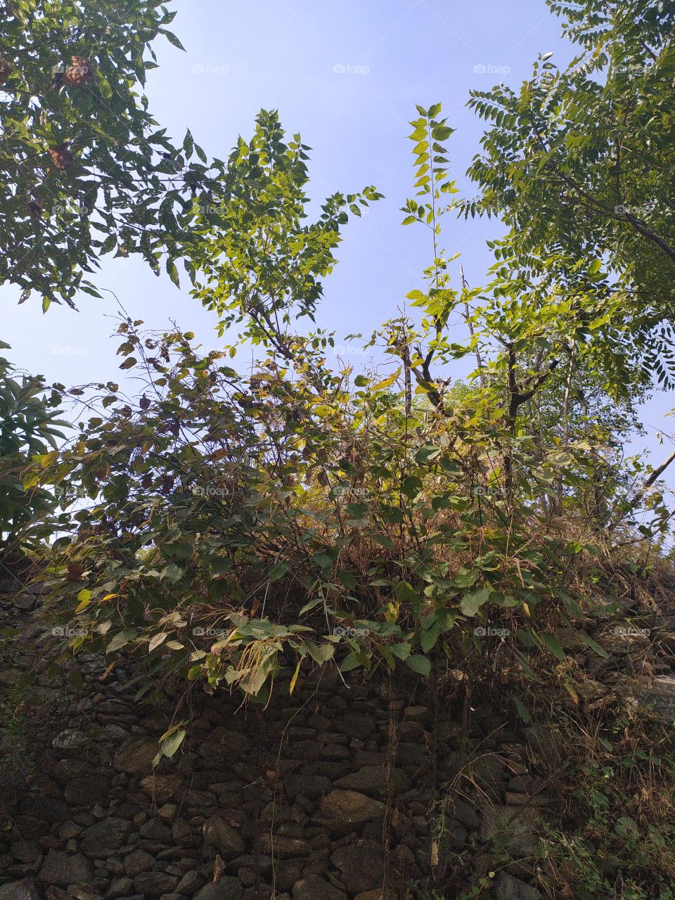 Trees young and old creating a cooling system in nature