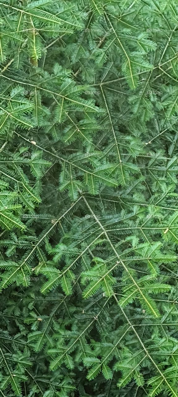 branche de sapin vue de haut