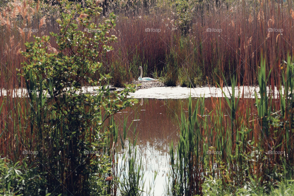 swan resting and taking care of her babies in the swamp
