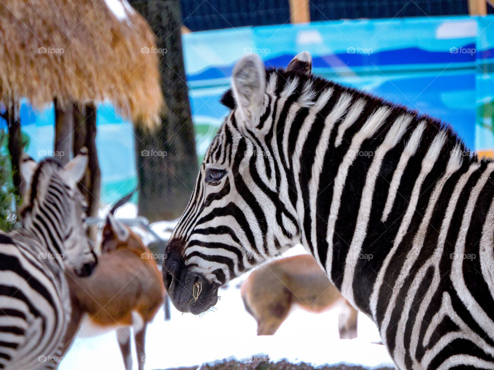 Zebra in Copenhagen Zoo.