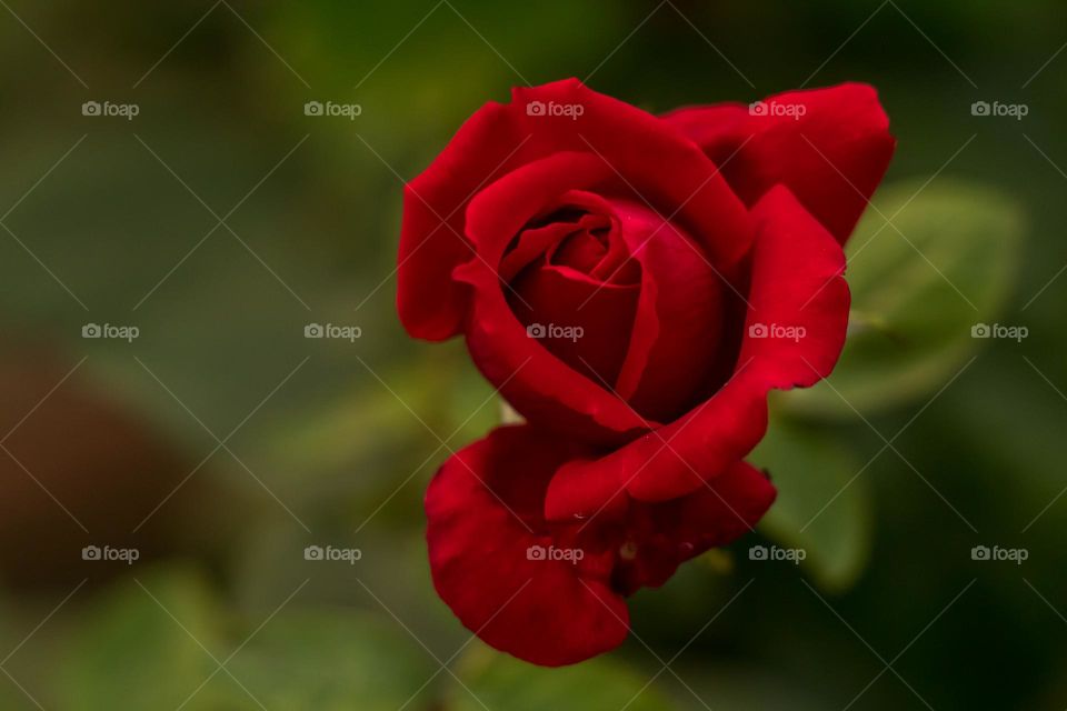 Red Rose