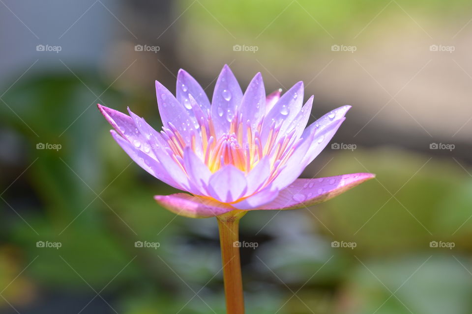 Purple lotus flower at a park 