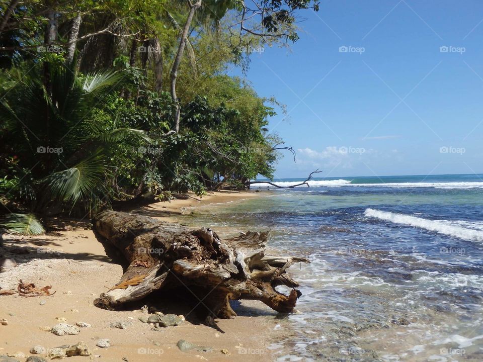 beach tree