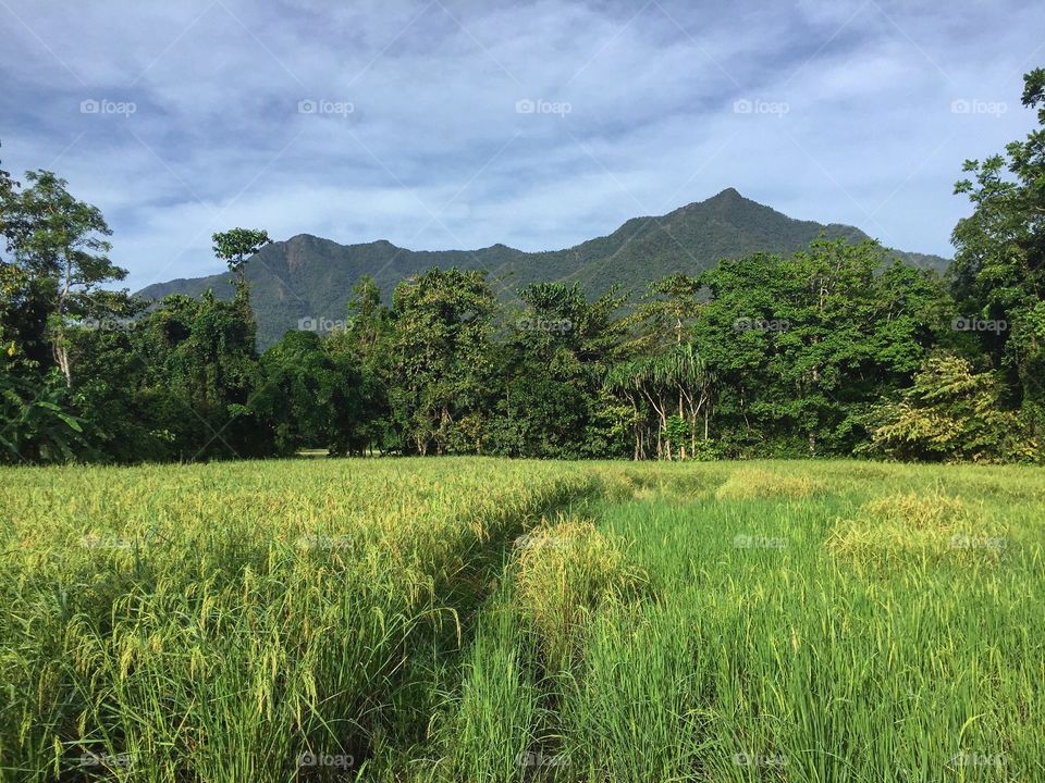 Rice fields