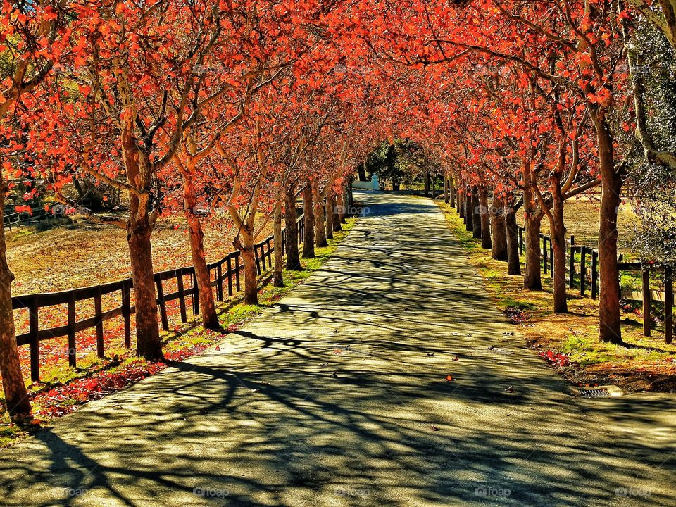 Country Lane In Autumn. Autumn Color Of Trees On A Country Lane
