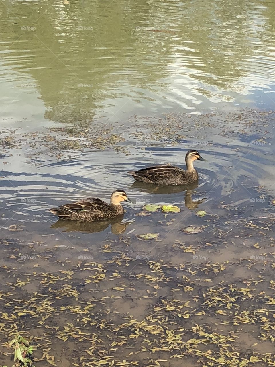 Ducks 