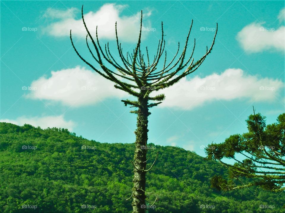 Pine tree in contrast with the sky. / Pinheiro em contraste com o céu.