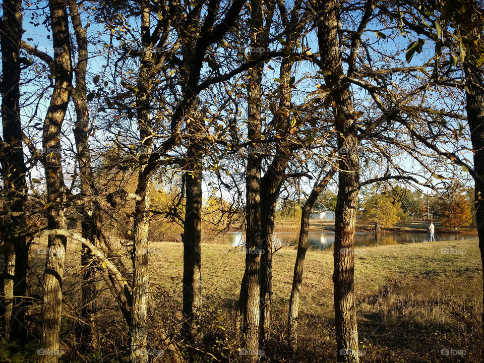 Fishing Pond Thru the Trees