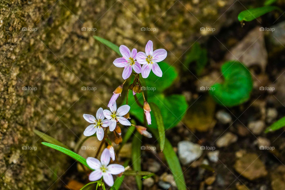 spring flowers