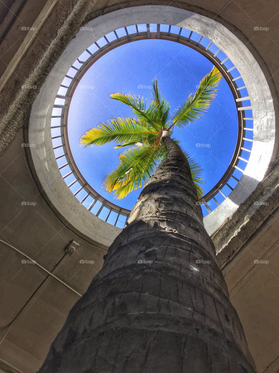 Palm tree in parking garage